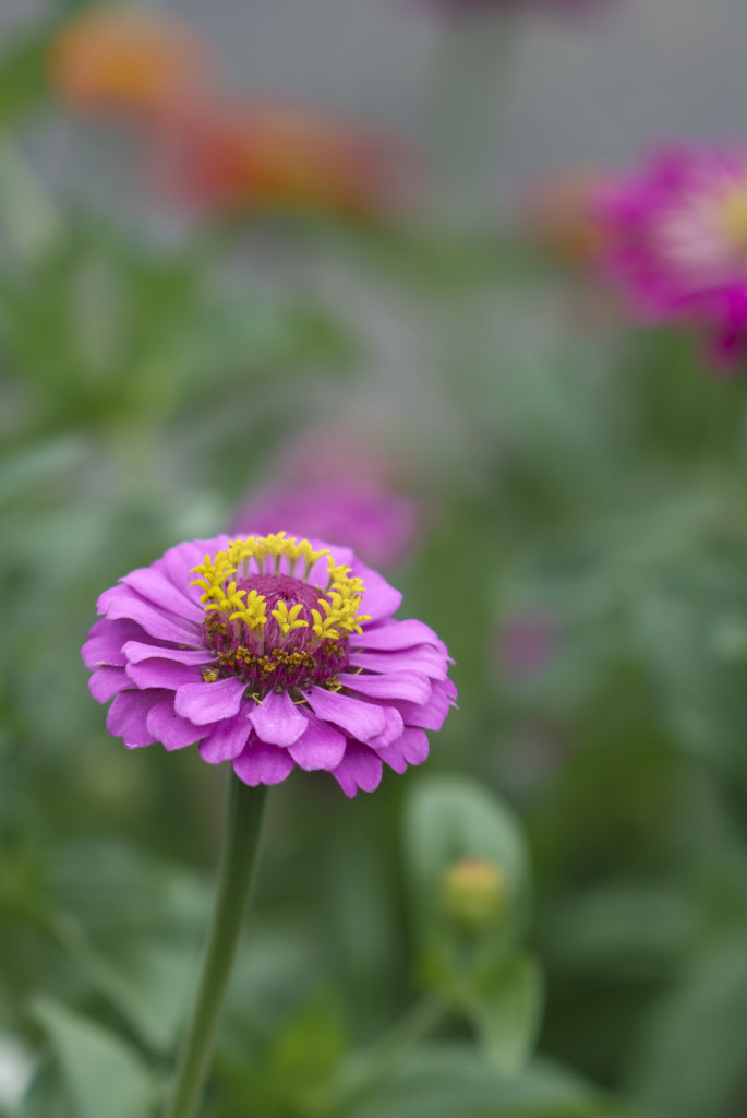 Leavenworth's E. Lorene Young Community Garden Urban Farm HubUrban